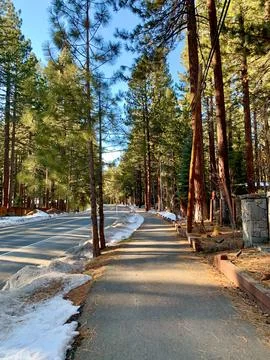 Winter Path through Pine Forest Stock Photos