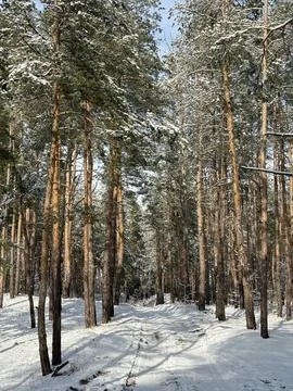 Winter Path through Snow-Covered Pine Forest Stock Photos