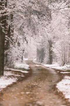 Winter Path Through Snow-Dusted Forest Foto stock