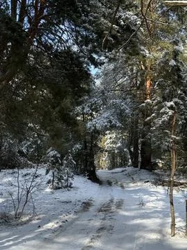Winter Path through Snow-Laden Forest Foto stock