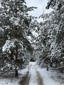 Winter Path through Snow-Laden Forest Foto stock