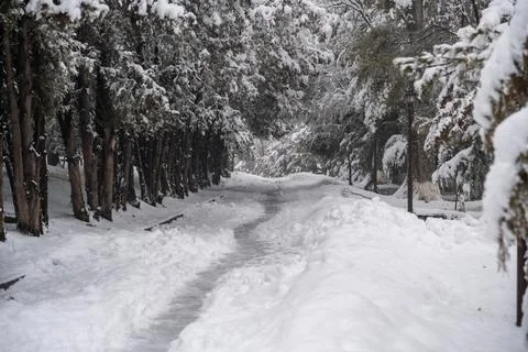 Winter path through trees in a park. Stock Photos