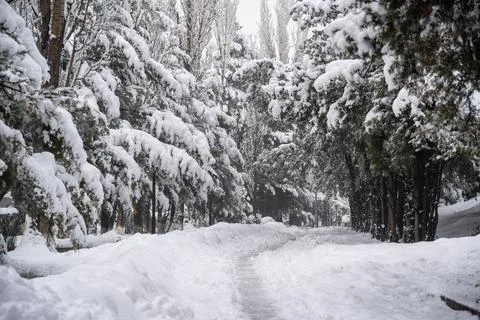 Winter path through trees in a park. Stock Photos
