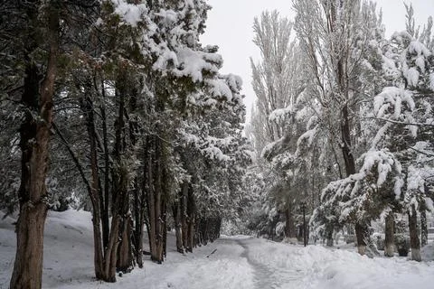 Winter path through trees in a park. Stock Photos
