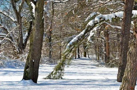 Winter path in the woods Stock Photos