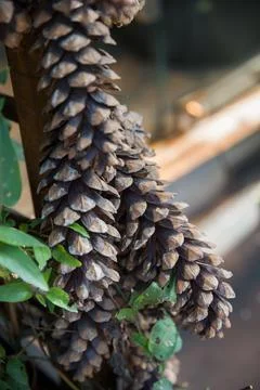 Winter pattern. Close up of pine cone. Stock Photos