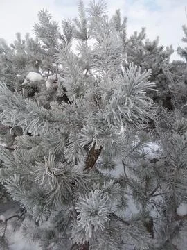 Winter Pattern Conifer Needles with Fluffy Rime 写真素材