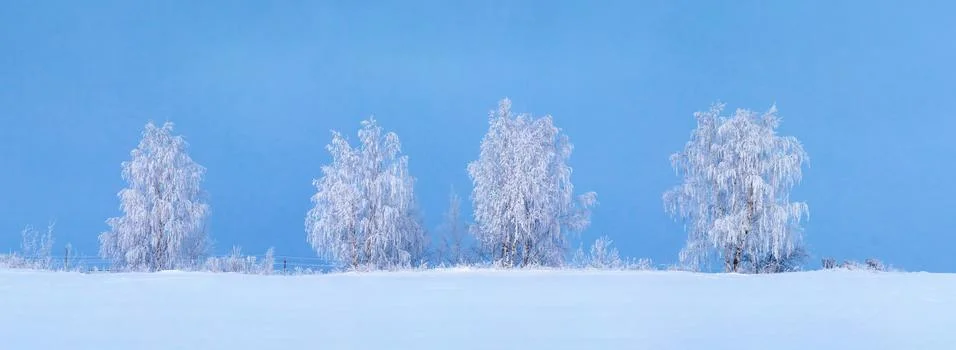 Winter pattern. Snowy trees on blue sky background.  Christmas background. Xm Stock Photos