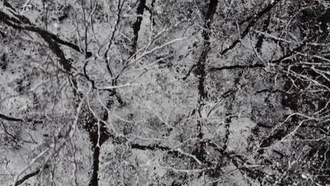 Winter pattern of tree branches on quiet forest covered in snow, top down Stock Footage 149100088