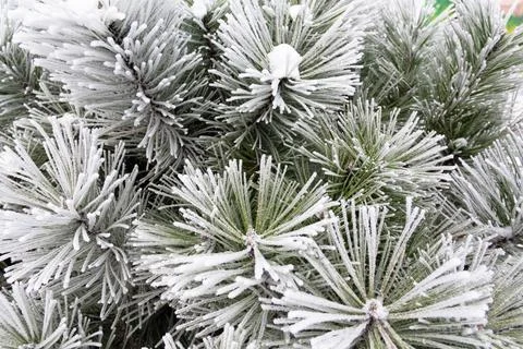Winter patterns. Stock Photos