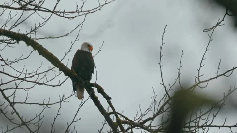 Winter Perch: Eagle Resting on Bare Tree Branches Stock Footage 315090904