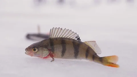 Winter perch on the ice Stock Footage 71178250