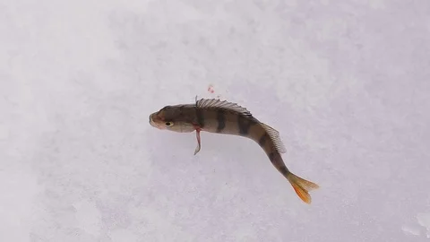 Winter perch in the snow ice Stock Footage 73605336