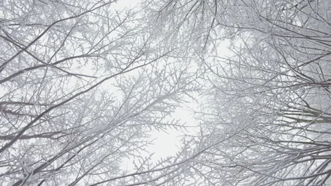 Winter Performance: The Snow-Covered Forest in the video invites you to an Stock Footage 247472518