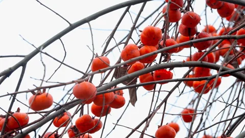 Winter Persimmons On Tree Harvest 4K Stock Footage 320862186