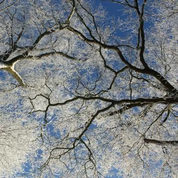 Winter Stock Photos