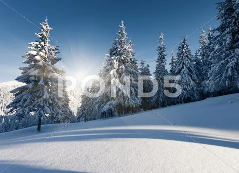 Winter Stock Photos