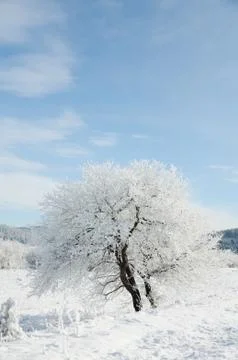 Winter Stock Photos