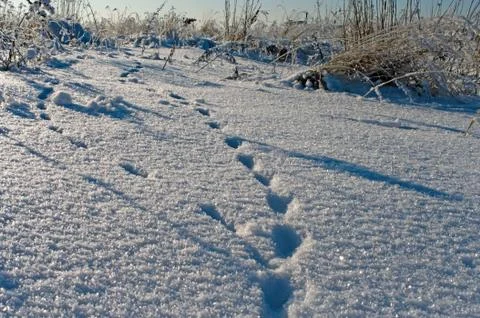 Winter. Stock Photos