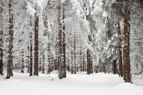 Winter Stock Photos
