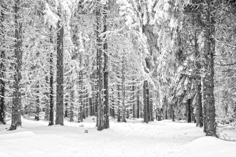 Winter Stock Photos