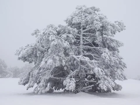 Winter. Stock Photos