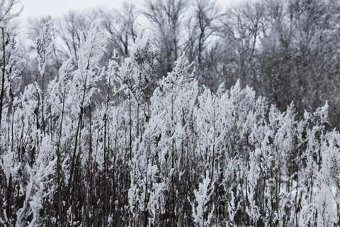 Winter Stock Photos