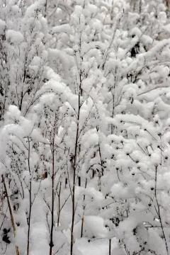 Winter Stock Photos