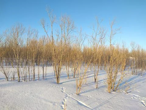 Winter 스톡 사진