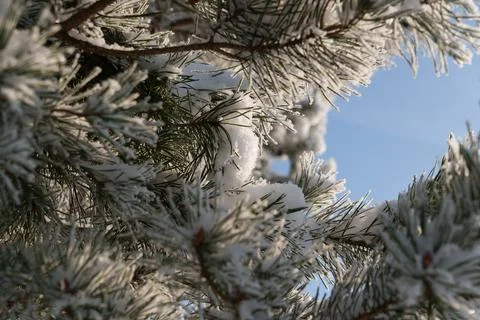 Winter 스톡 사진