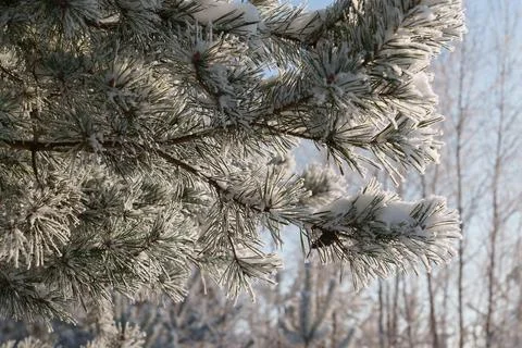 Winter 写真素材