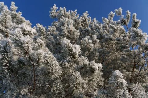 Winter Stockfoto's