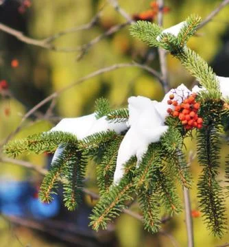Winter picture. Stock Photos