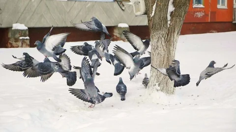 Winter. Pigeons forage in the snow Stock Footage 101972176
