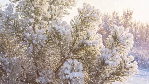 Winter pine branch covered by snow. Snow falling and windless weather Stock Footage 169577474