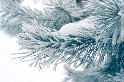 Winter pine branch Stock Photos