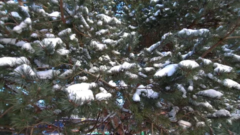 Winter pine branches covered in snow Stock Footage 269965900
