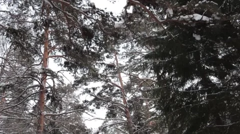 Winter pine. camera slowly moves 스톡 동영상 53311736