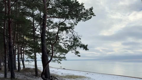 Winter Pine Coastline View Stock Footage 322051868