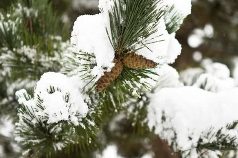 Winter pine cone Stock Photos