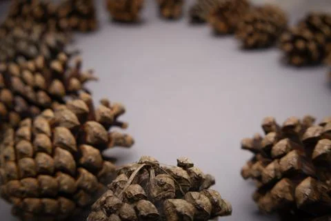 Winter pine cones background Stock Photos