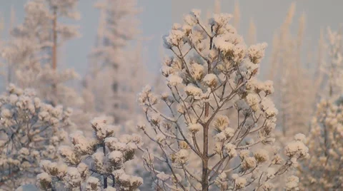 Winter pine Stock Footage 29231439