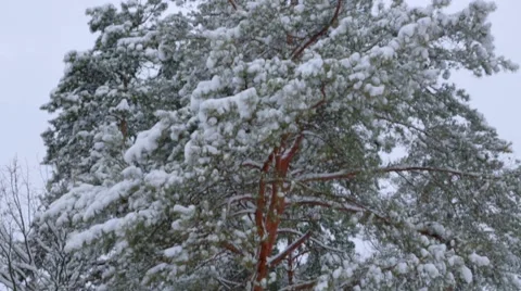 Winter pine Stock Footage 46968512