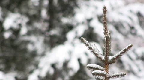 Winter Pine Stock Footage 51536459