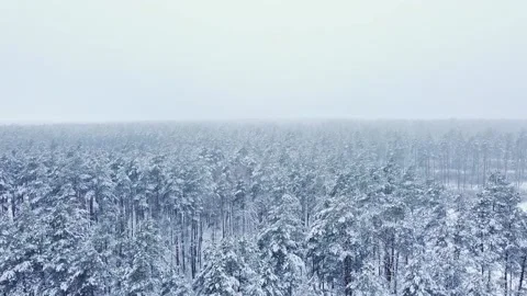 Winter pine forest from above, pine trees in the fog Stock Footage 223810890