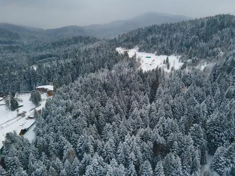 Winter pine forest aerial view Stock-Fotos