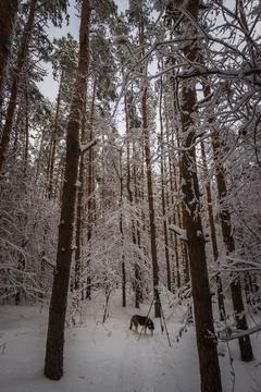 Winter pine forest after snowfall Stock Photos