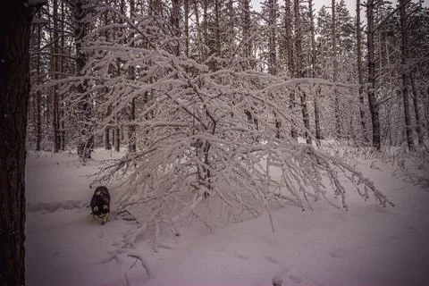 Winter pine forest after snowfall Stock Photos