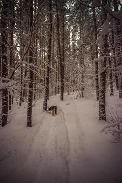 Winter pine forest after snowfall Stock Photos