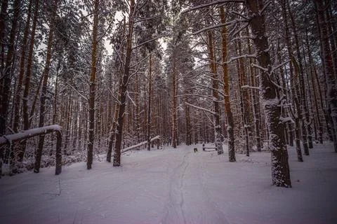 Winter pine forest after snowfall Stock Photos
